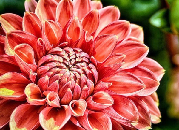 Red Blooming Dahlia Flower - 5D Diamond Painting 
