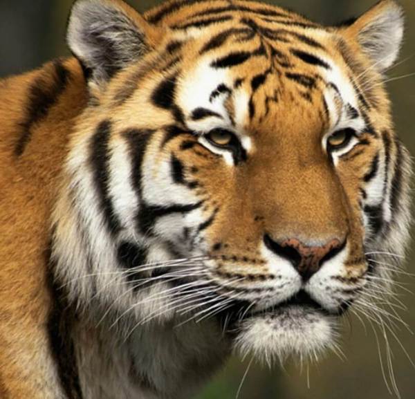  Animals Diamond Painting Kits