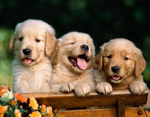 3 Cute Puppies Painting with Diamond