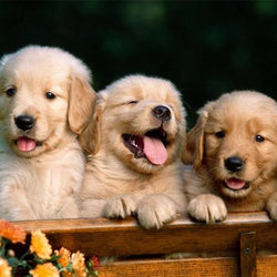 3 Cute Puppies Painting with Diamond