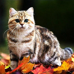 Adorable Cat on Autumn Leaves Diamond Painting
