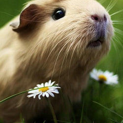 Adorable Guinea Pig Diamond Painting Kit