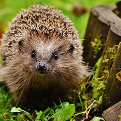 Adorable Hedgehog Paint by Diamonds