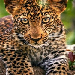 Adorable Leopard Cub Paint by Diamonds