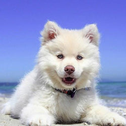 Adorable Puppy Paint by Diamonds