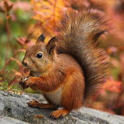 Adorable Squirrel Paint by Diamonds
