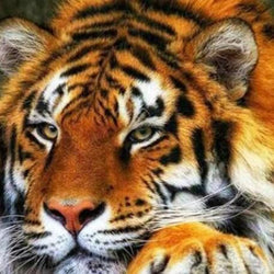 Adorable Tiger Paint by Diamonds