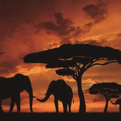 African Elephants Paint by Diamonds