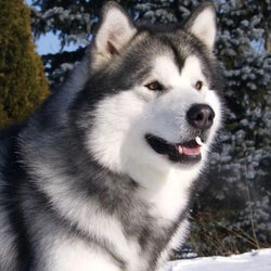 Alaskan Malamute Paint by Diamonds