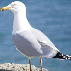 Albatross DIY Painting Kit