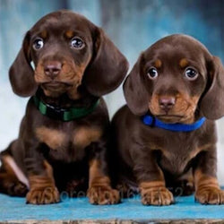 Dogs Paint by Diamonds