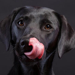 Amazing Black Labrador Retriever Diamond Painting