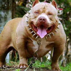 American Pit Bull Terrier Dog Diamond Painting