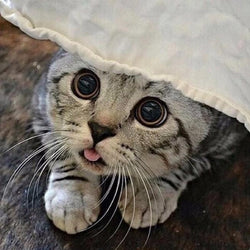 American Short hair Cat Paint by Diamonds