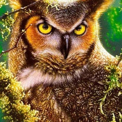 Angry Horned Owl Paint by Diamonds