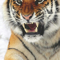 Angry Tiger Diamond Painting