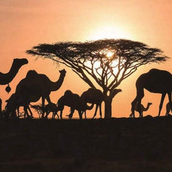 Arabian Camels Diamond Painting Kit