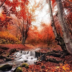 Forest Diamond Painting