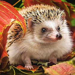 Hedgehog Diamond Painting