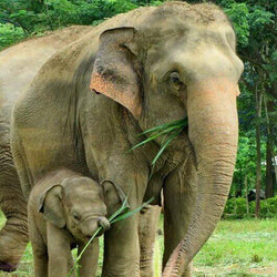 Elephant Diamond Painting