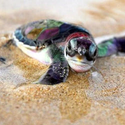 Baby Turtle Diamond Painting Kit