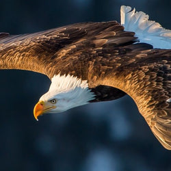 Bald Flying Eagle Diamond Painting