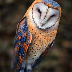 Barn Owl Diamond Painting Kit