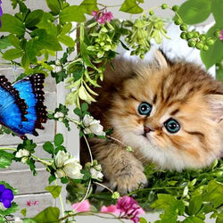 Butterfly DIY Diamond Painting