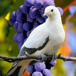Beautiful Dove & Bunch of Grapes Diamond Painting