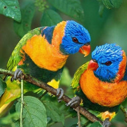 Pair of Parrots Paint by Diamonds