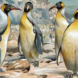 Beautiful Penguins Diamond Painting Kit