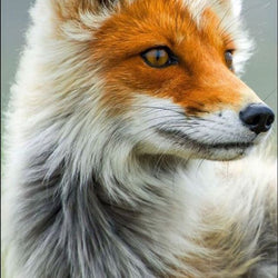 Beautiful Red Fox Painting with Diamond