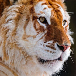 Beautiful Tiger Diamond painting