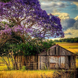 Beautiful tree & House Diamond Painting