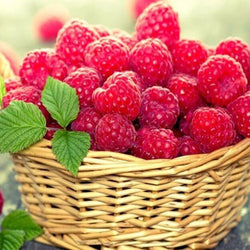 Cherries Diamond Painting