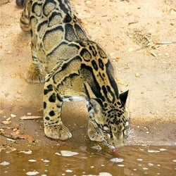 Big Cat Drinking Water Diamond Painting