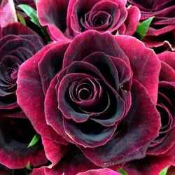 Black Beauty Rose Paint by Diamonds