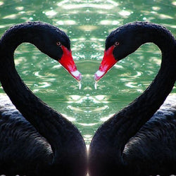 Black Flamingos in Water Diamond Painting