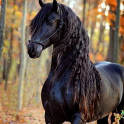 Horse DIY Painting Kit