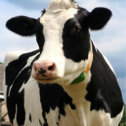 Cow Diamond Painting Kit