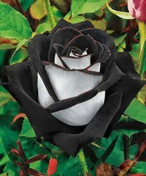 Black & White Rose Diamond Painting