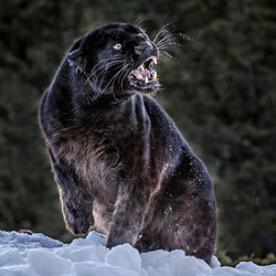 Black panther Diamond Painting