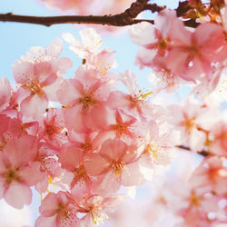 Blooming Peach Blossoms Diamond Painting Kit