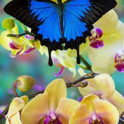 Blue Mountain Swallowtail Butterfly Diamond Painting