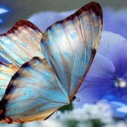 Blue Orchids & Butterfly Paint by Diamonds