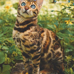Blue eye Bengal Cat Diamond Painting