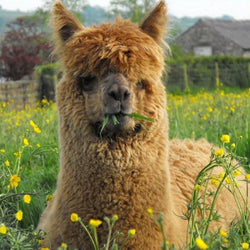 Brown Llama Paint by Diamonds