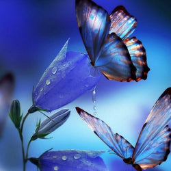 Butterflies Drinking Flower Nectar Diamond Painting