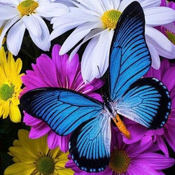 Butterfly Full Drill 