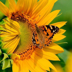 Butterfly & Sunflower Close up Diamond Painting